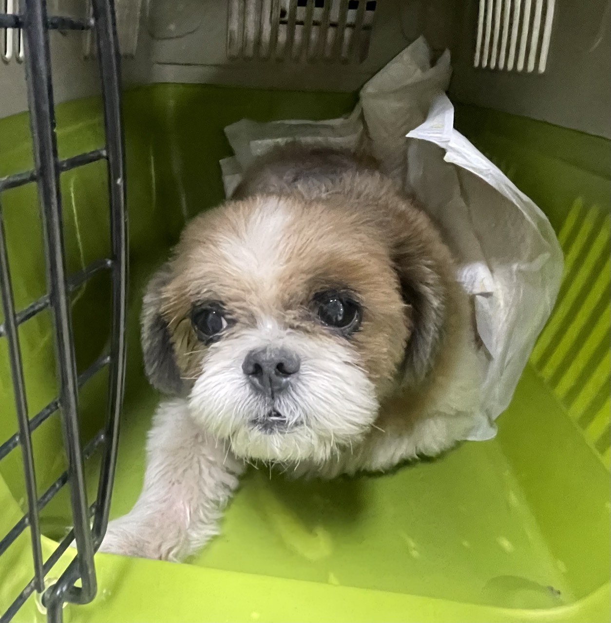 남양주시동물보호센터_441399202401965